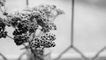 Grayscale Photo